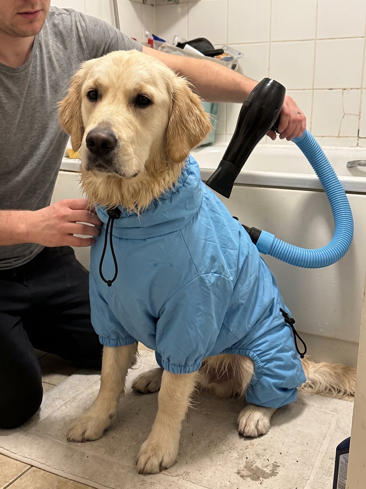 A golden retriever in the sky-blue FluffDry drying suit, head out, while its owner holds the hair dryer connected to its hose